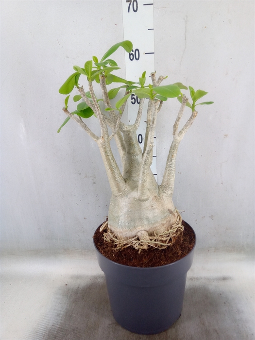 <h4>Adenium obesum</h4>