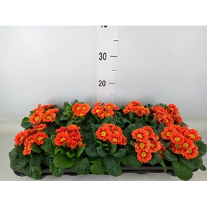 Primula ac. 'Cottage'