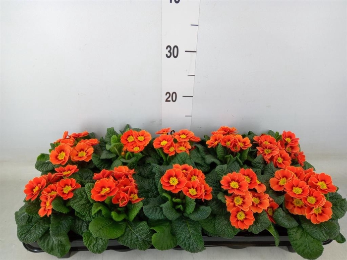 <h4>Primula ac. 'Cottage'</h4>