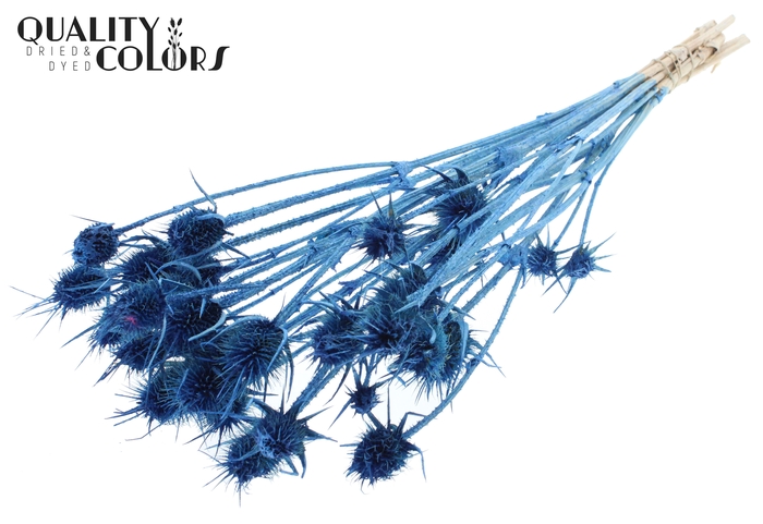 Cardi Distel 10pc/bunch 55cm Pearl Blue