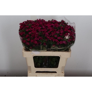 Di Barb Am Neon Cherry