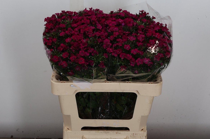 <h4>Di Barb Am Neon Cherry</h4>