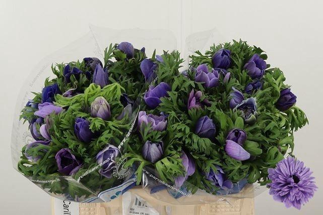 <h4>ANEM CO CARILL BLUE</h4>