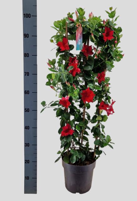 Mandevilla Sundaville Velvet Red 21Ø 100cm