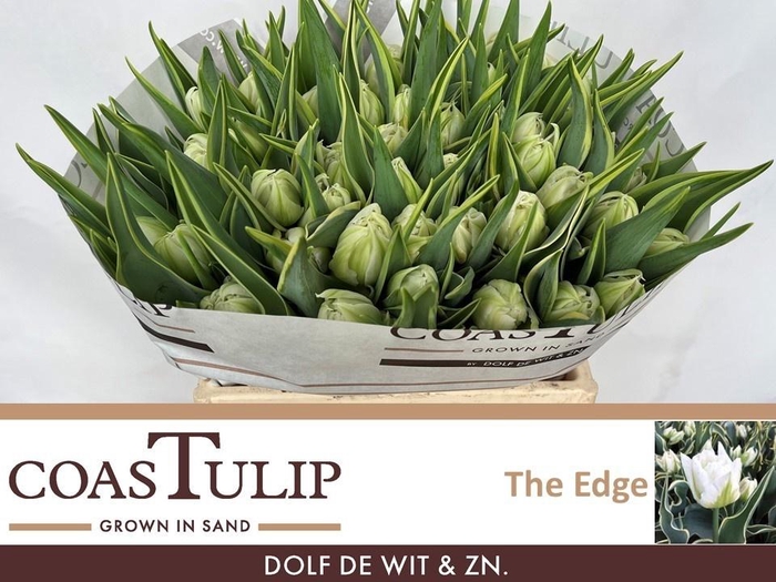 <h4>TU DU THE EDGE</h4>