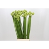 Ornithogalum Saundersiae