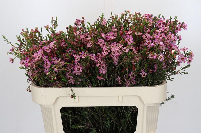 <h4>Chamelaucium Adi</h4>