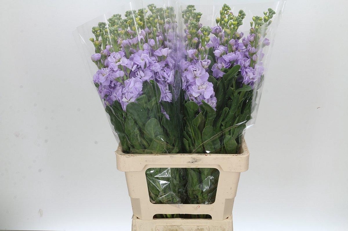 <h4>MATTH IRON MARINE</h4>