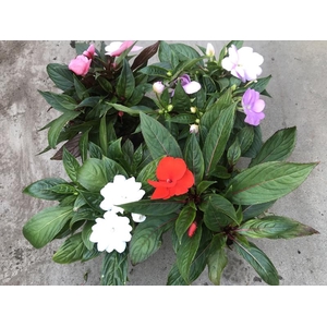 IMPATIENS NEW-GUINEA HYB. P13