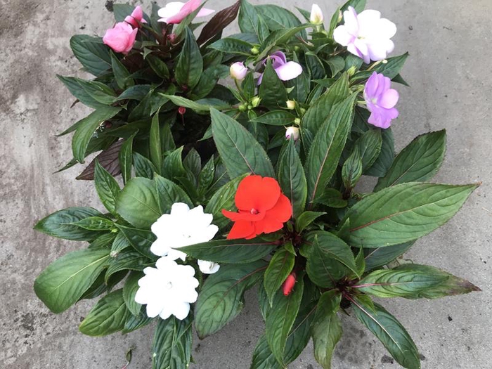 <h4>IMPATIENS NEW-GUINEA HYB. P13</h4>
