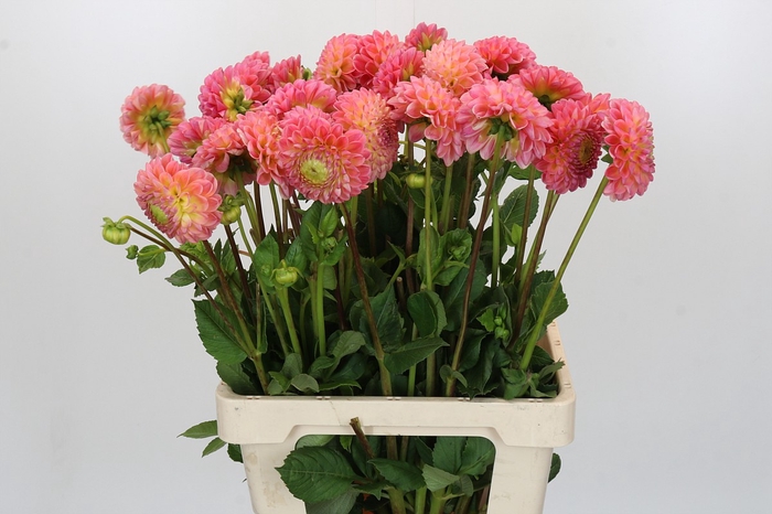 <h4>Dahlia Latte</h4>