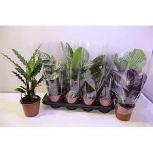 arr8 Calat Gem 3 Srt