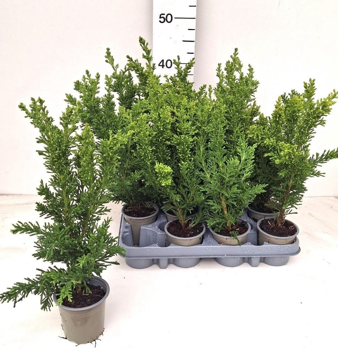 <h4>CHAM LAWS OVERIG</h4>