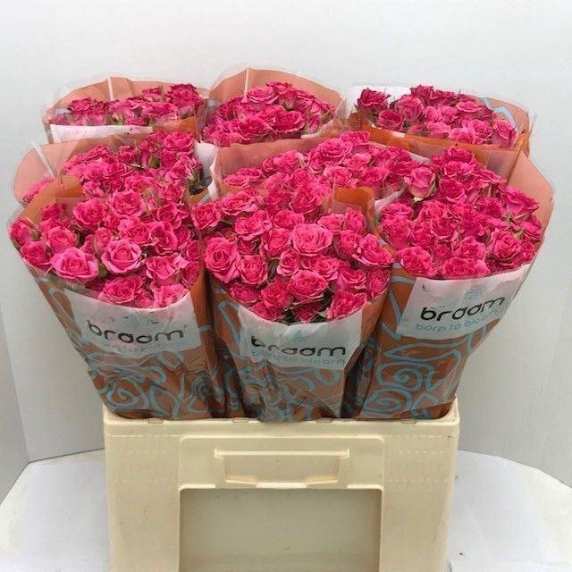 <h4>ROSA TR 'LIANNE'</h4>