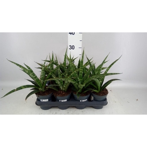 SANSEVIERIA TRIFA.