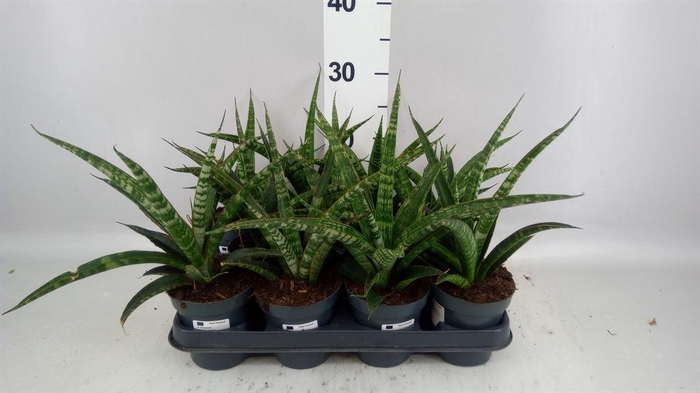 <h4>SANSEVIERIA TRIFA.</h4>