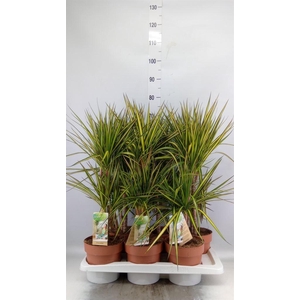 Dracaena marg. 'Sunray'