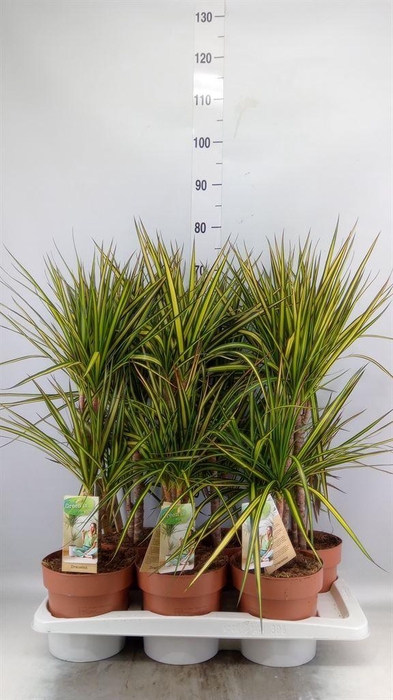 <h4>Dracaena marg. 'Sunray'</h4>