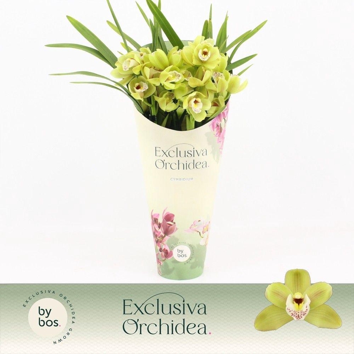 <h4>Cymbidium, Wild Anna Compact 4-spike 'Exclusiva Orchidea' Potcover</h4>
