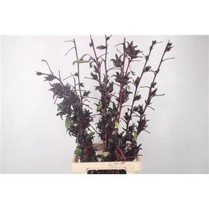 Hibiscus Sabdarifa