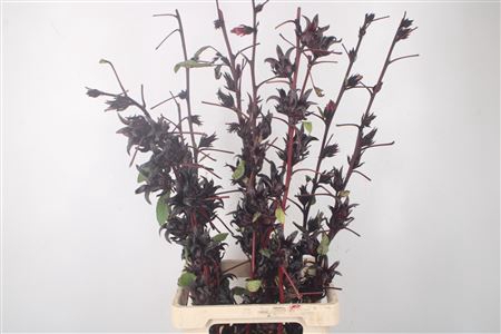 <h4>Hibiscus Sabdarifa</h4>
