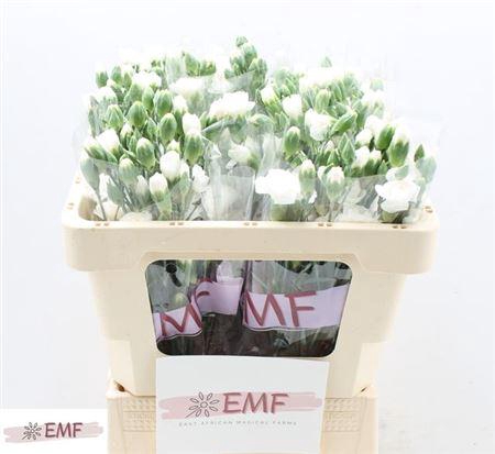 <h4>Di Tr Artic</h4>