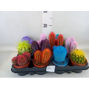 Cactus   ...
