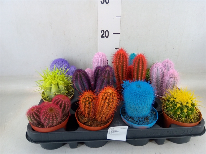 <h4>Cactus   ...</h4>