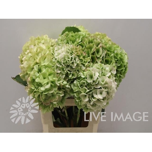 Hydrangea white verena classic