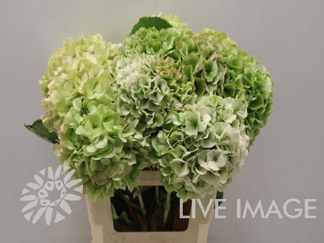 Hydrangea white verena classic