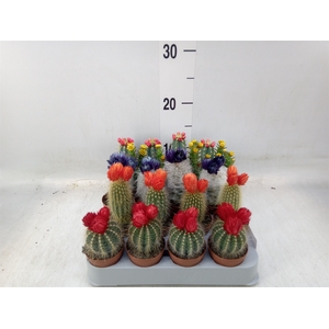 Cactus   ...decorated