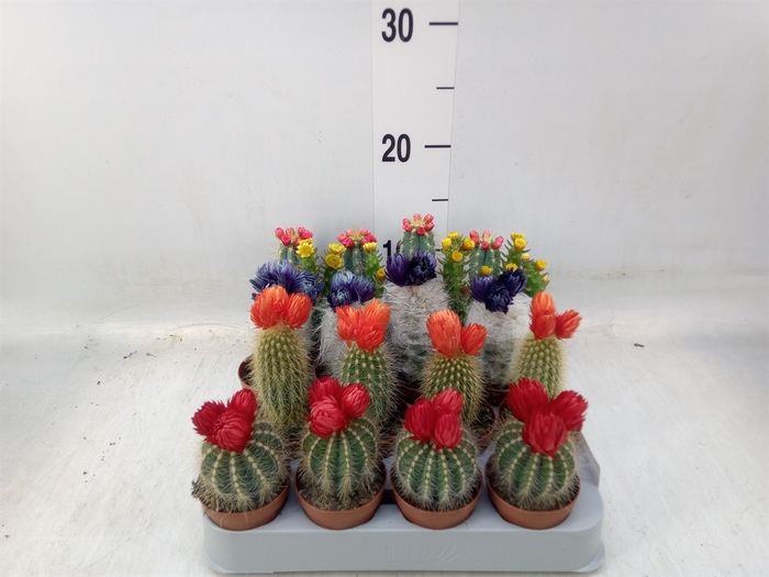 <h4>Cactus   ...decorated</h4>
