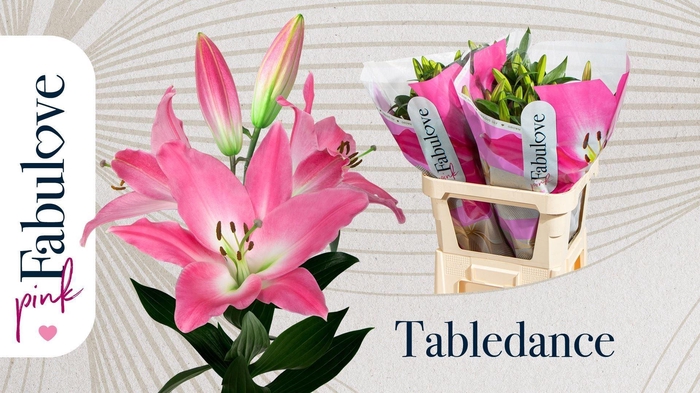 <h4>Lelie OrxTr Tabledance</h4>