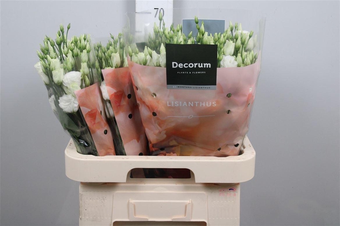 <h4>Eus G Rosi White</h4>