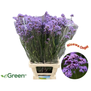 VERBENA OV