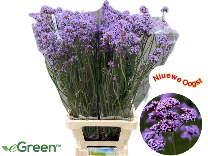 <h4>VERBENA OV</h4>