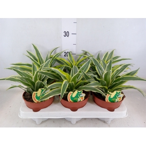 Dracaena frag. 'Surprise'
