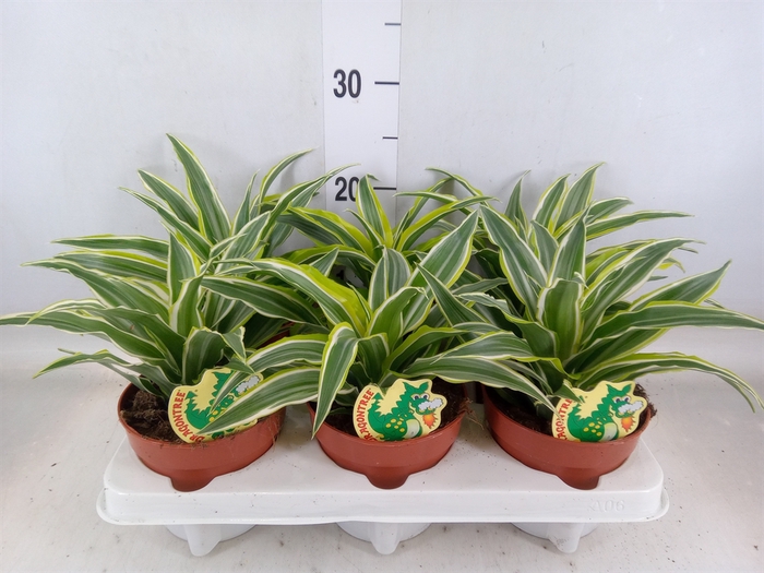 <h4>Dracaena frag. 'Surprise'</h4>