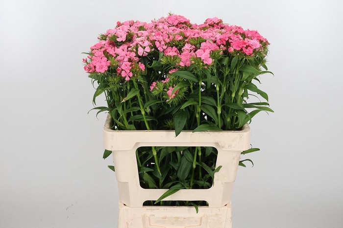 <h4>Di Barb Zalmrose</h4>