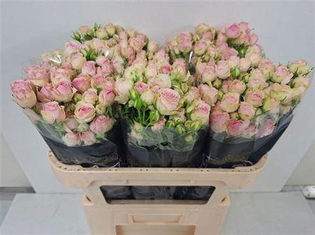 <h4>R Tr Dinara</h4>