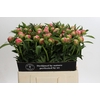 Paeonia Coral Charm