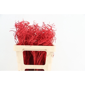Stem Ting Ting Red Per Stem 50cm