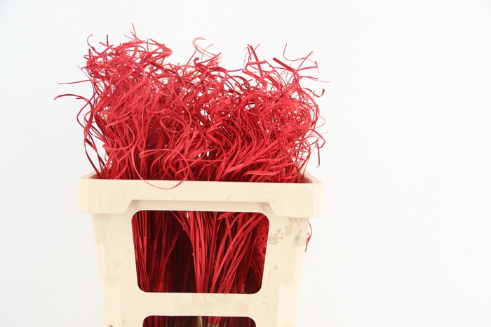 <h4>Stem Ting Ting Red Per Stem 50cm</h4>