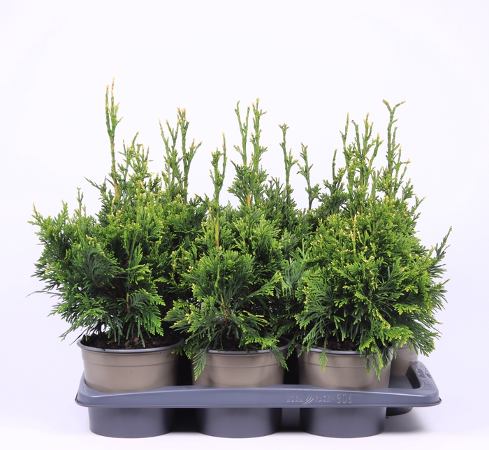 <h4>Thuja Pl Can Can</h4>