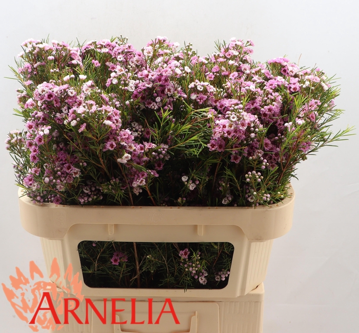 <h4>CHAME GISELLE</h4>