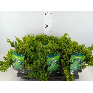 Juniperus procumbens 'Nana'