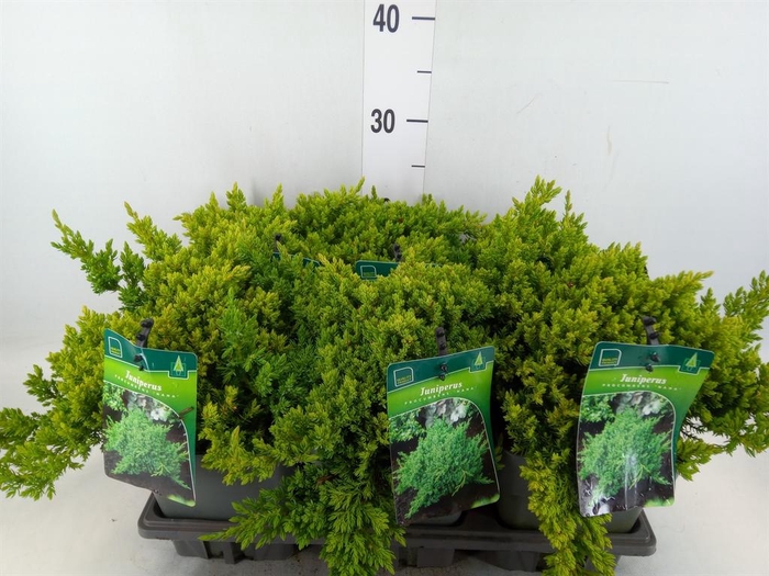 <h4>Juniperus procumbens 'Nana'</h4>