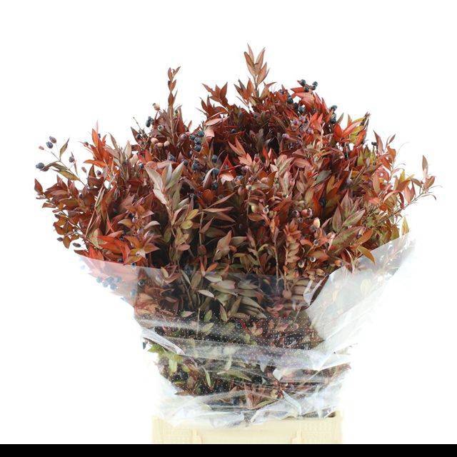 <h4>MYRTUS COM BS</h4>