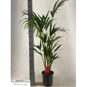 HOWEA FORSTERIANA