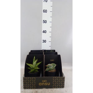 Sansevieria   ...